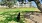 a dog walking on grass